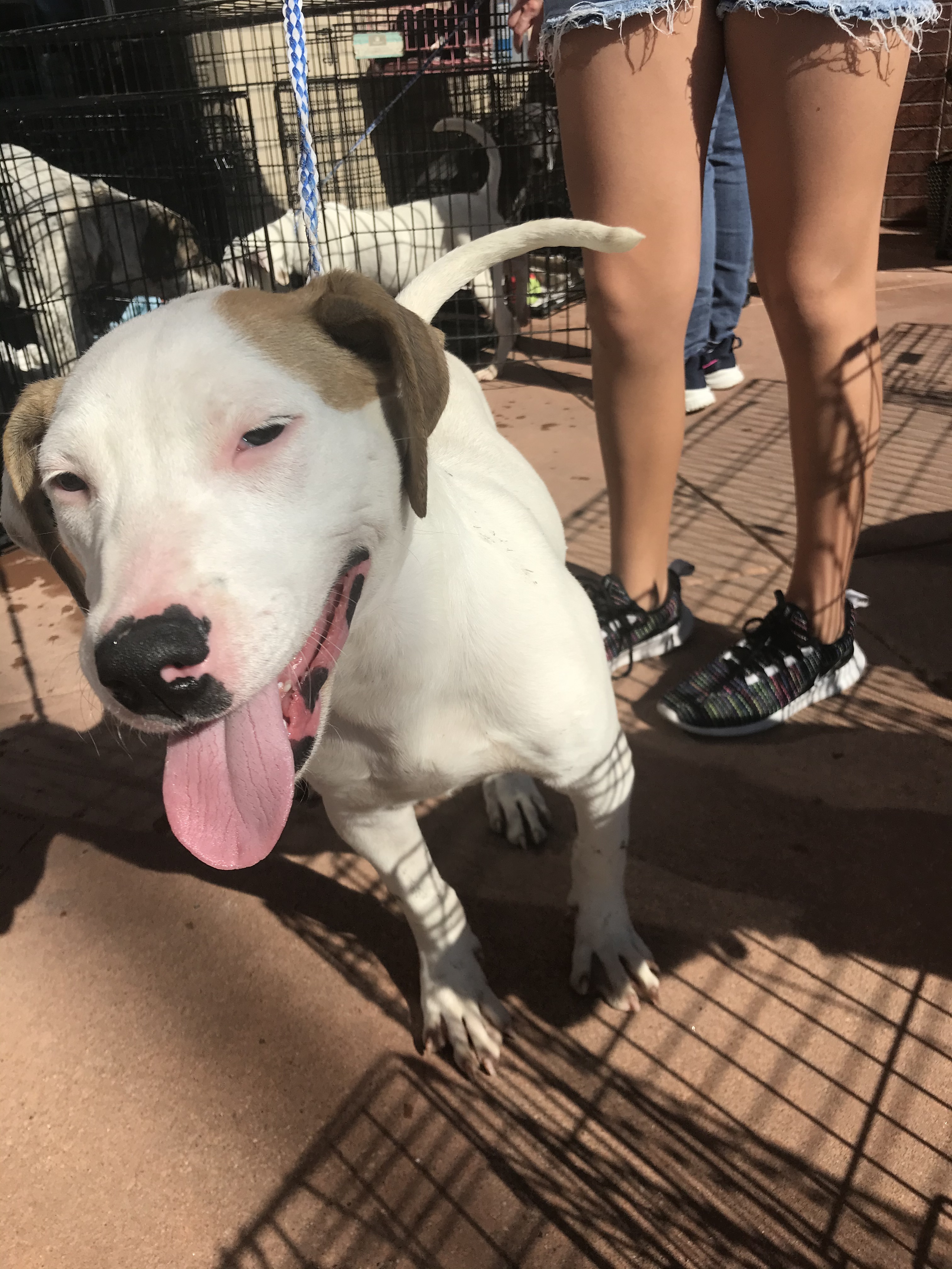 Dean, Adoptable, Adult Male American Staffordshire Terrier & Pointer.