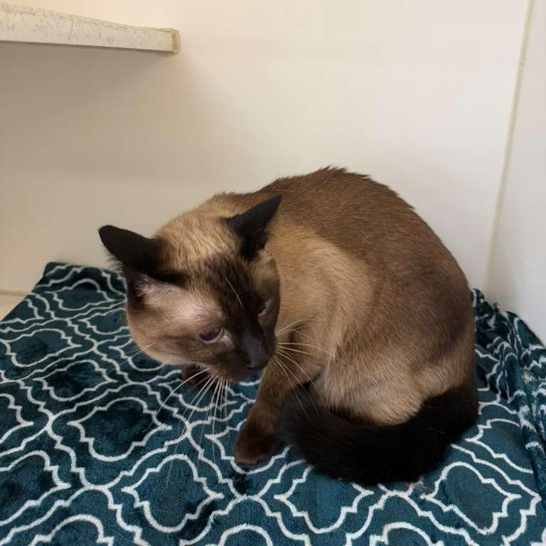 Samantha BONDED W/ LUCY, a Adoptable Domestic Short Hair in Gadsden, AL image 1/3