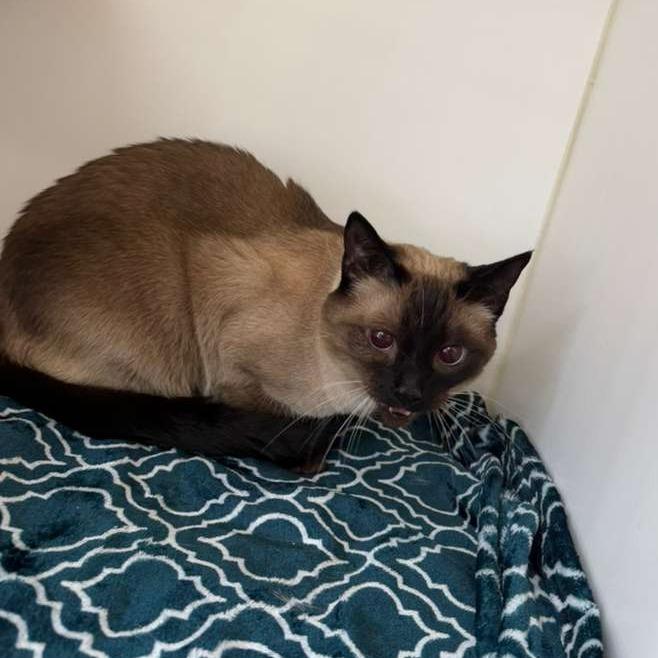 Samantha BONDED W/ LUCY, a Adoptable Domestic Short Hair in Gadsden, AL image 2/3