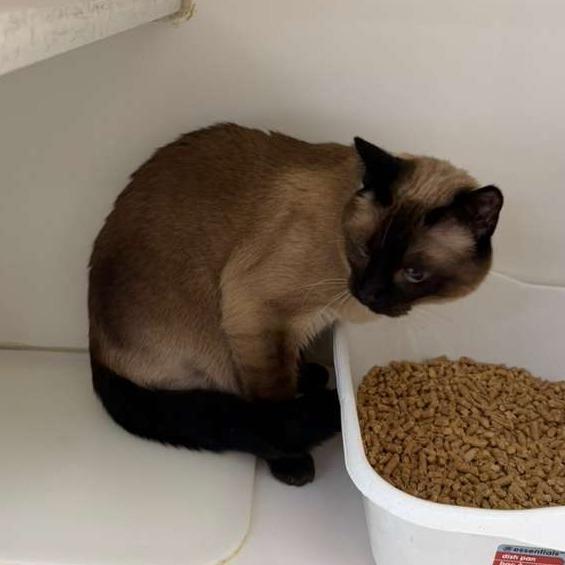 Samantha BONDED W/ LUCY, a Adoptable Domestic Short Hair in Gadsden, AL image 3/3