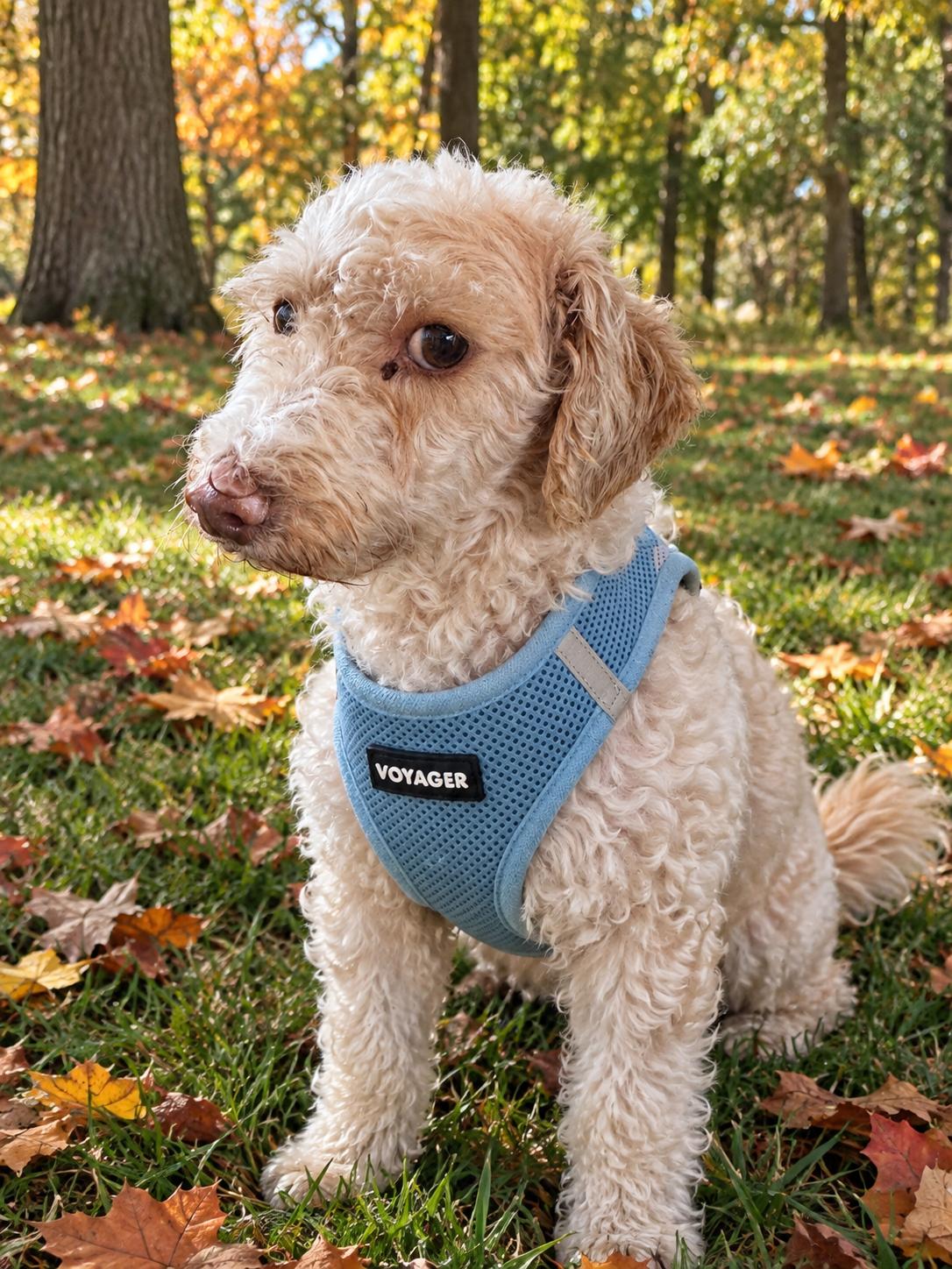 Enlarge Arnez 2734, a Adoptable Poodle in Boca Raton, FL image 1/2