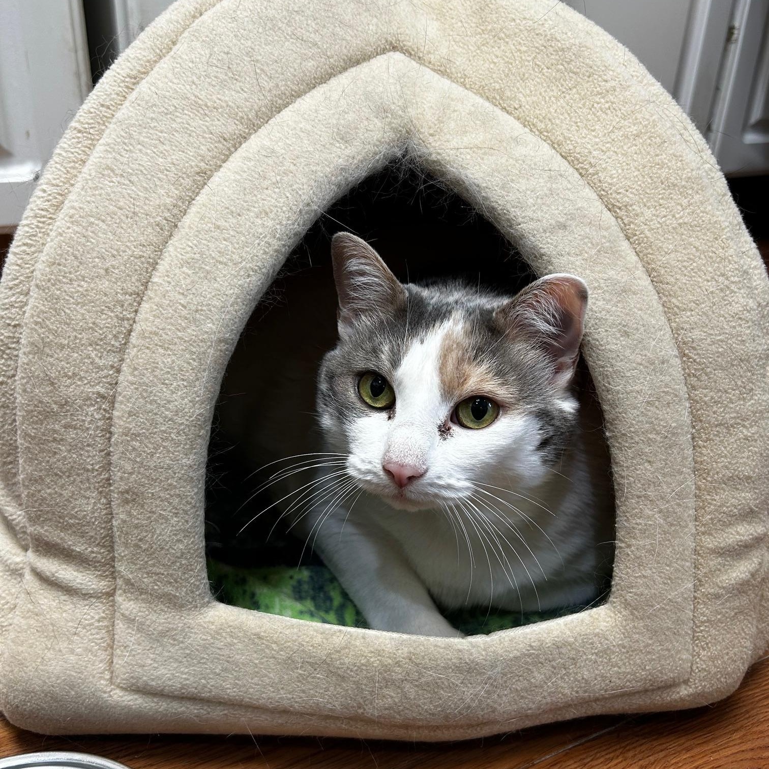 Stella, Adoptable, Adult Female Domestic Short Hair.