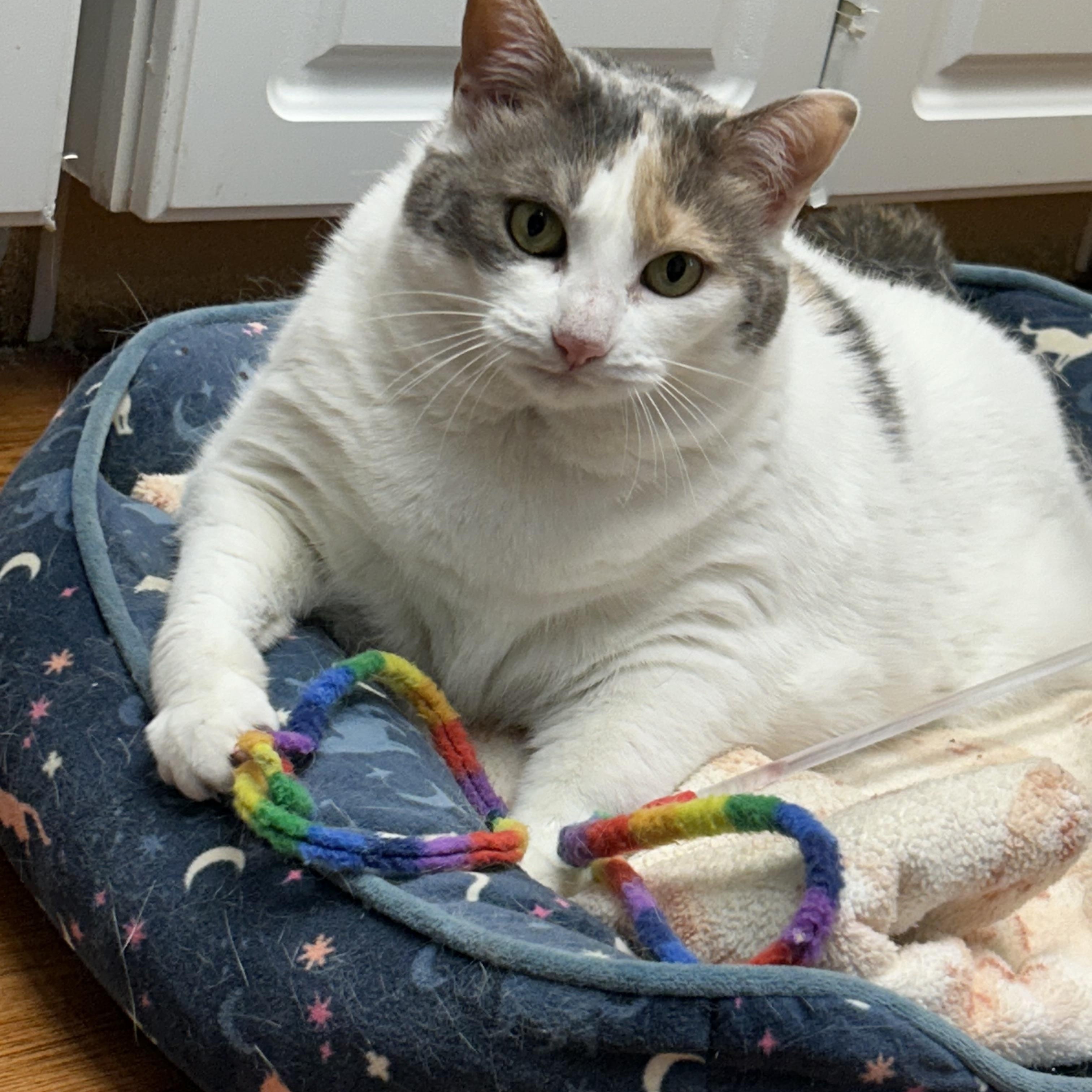 Enlarge Stella, a Adoptable Domestic Short Hair in Cape May, NJ image 3/5