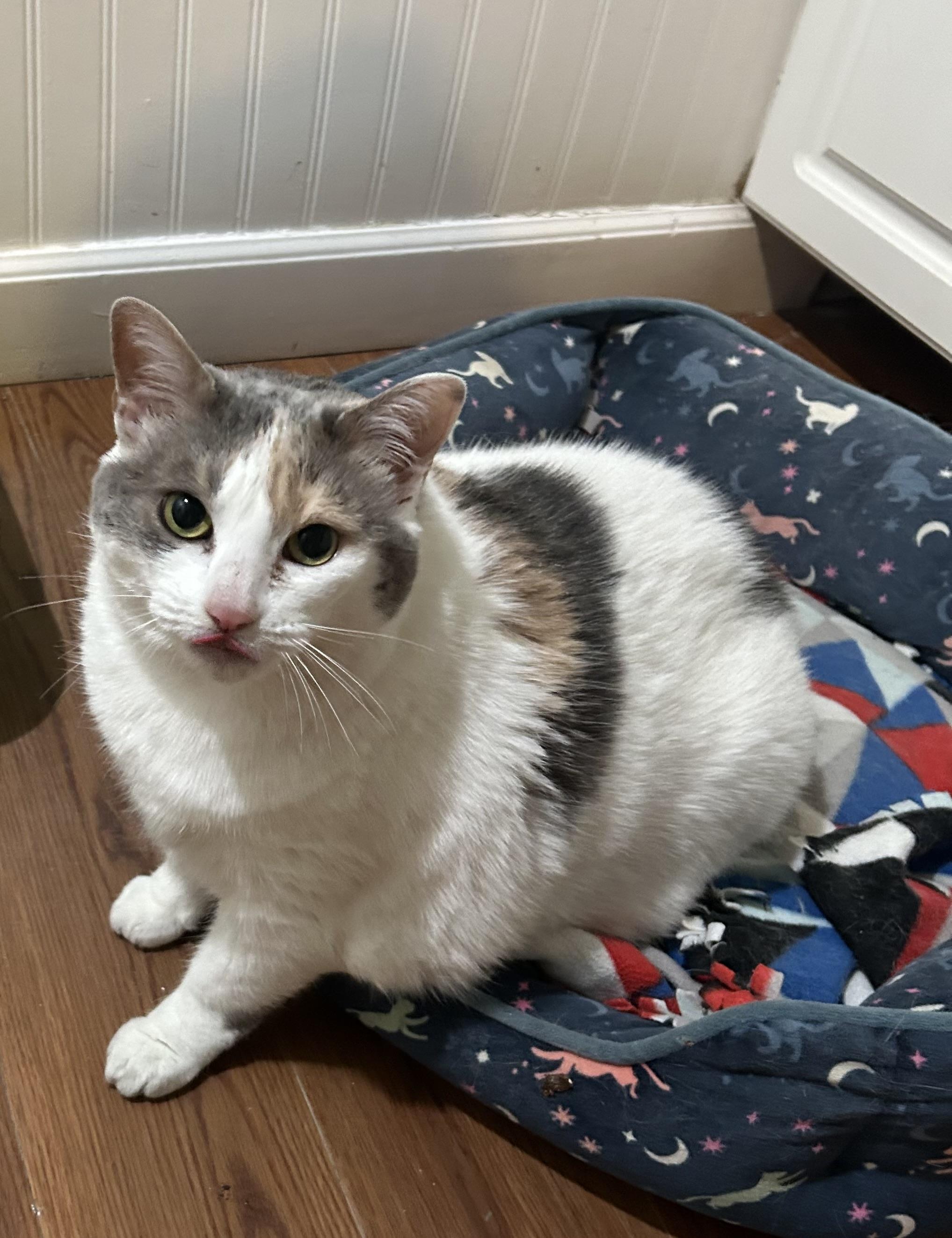 Enlarge Stella, a Adoptable Domestic Short Hair in Cape May, NJ image 1/5