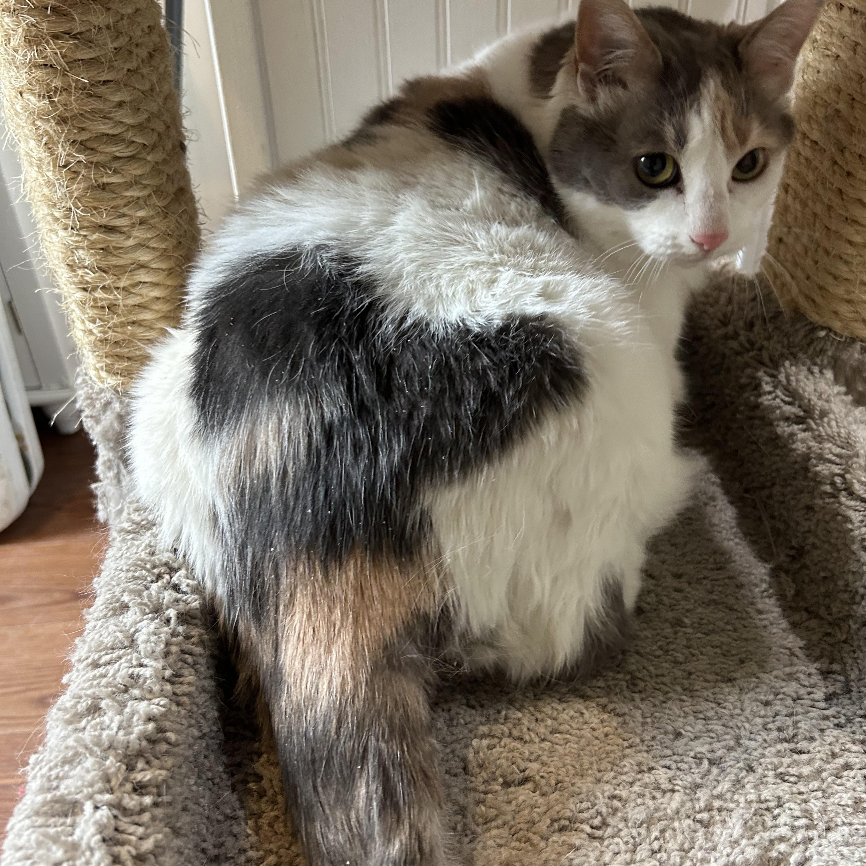 Enlarge Stella, a Adoptable Domestic Short Hair in Cape May, NJ image 2/5