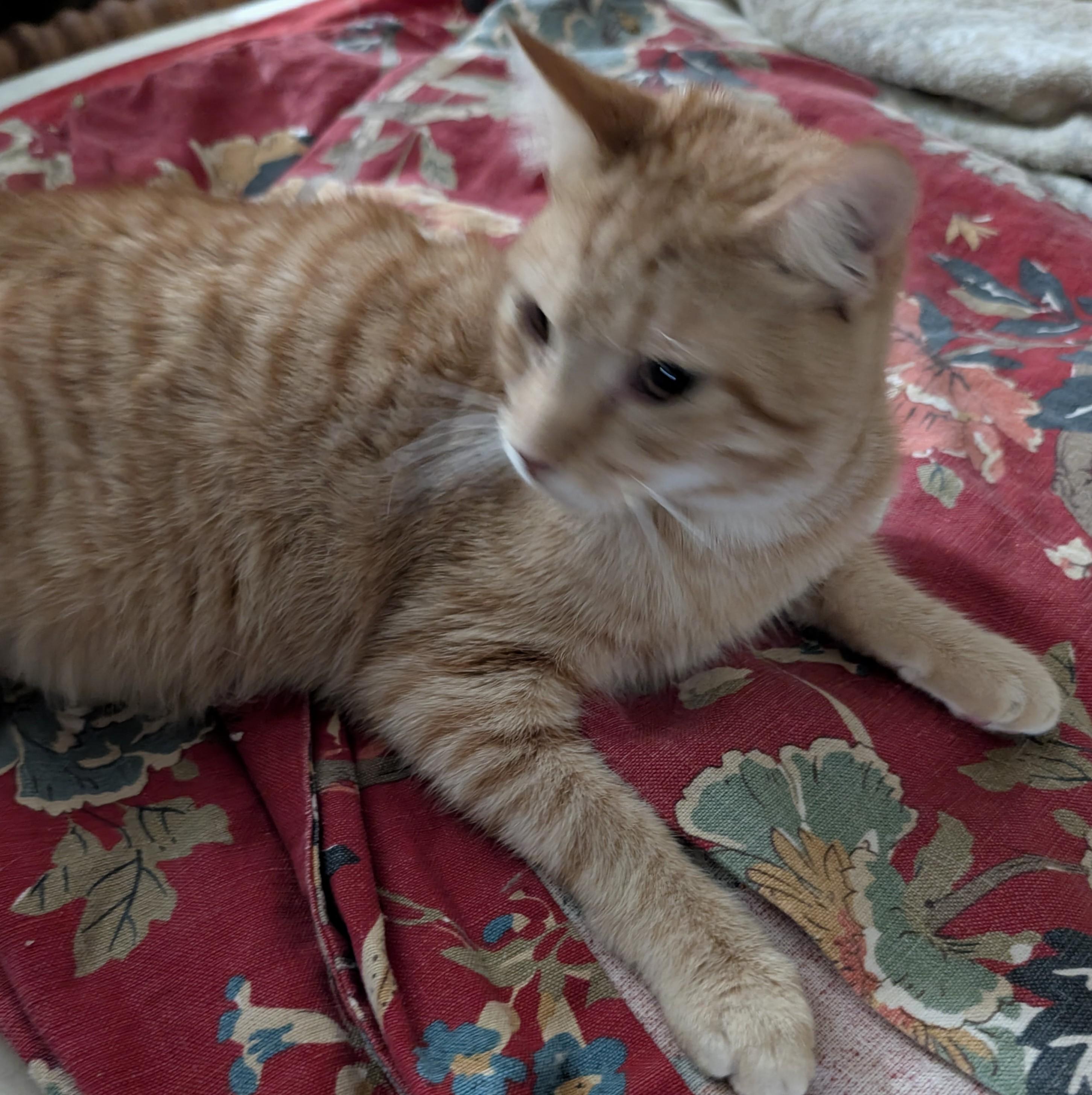 Theo=^.^=