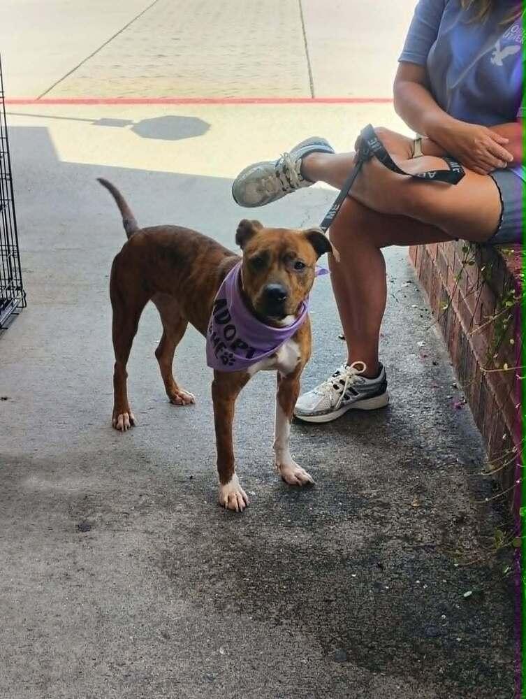Enlarge Trinket, a Adoptable mixed breed in Gillsville, GA image 1/6