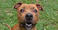 Enlarge Trinket, a Adoptable mixed breed in Gillsville, GA image 2/6