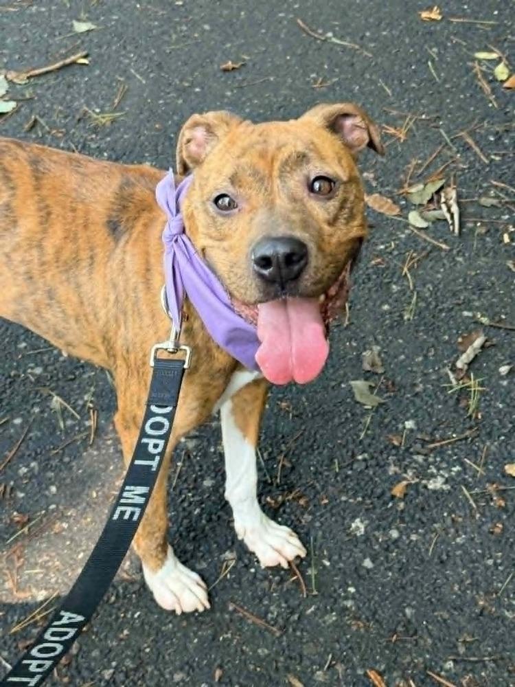 Enlarge Trinket, a Adoptable mixed breed in Gillsville, GA image 5/6