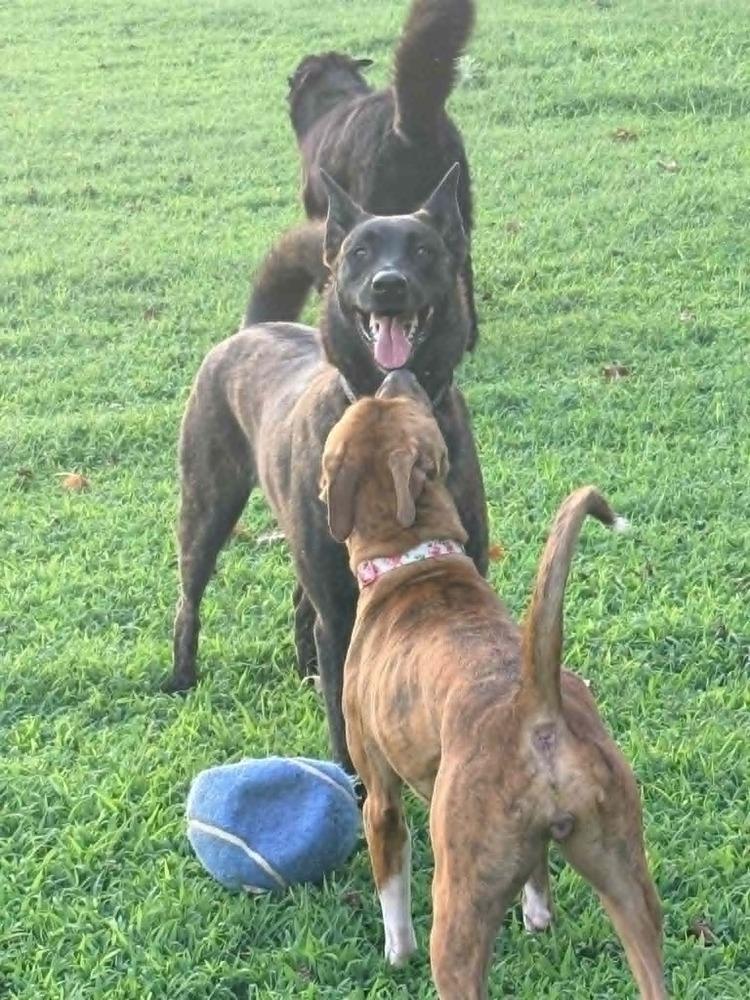 Enlarge Trinket, a Adoptable mixed breed in Gillsville, GA image 6/6