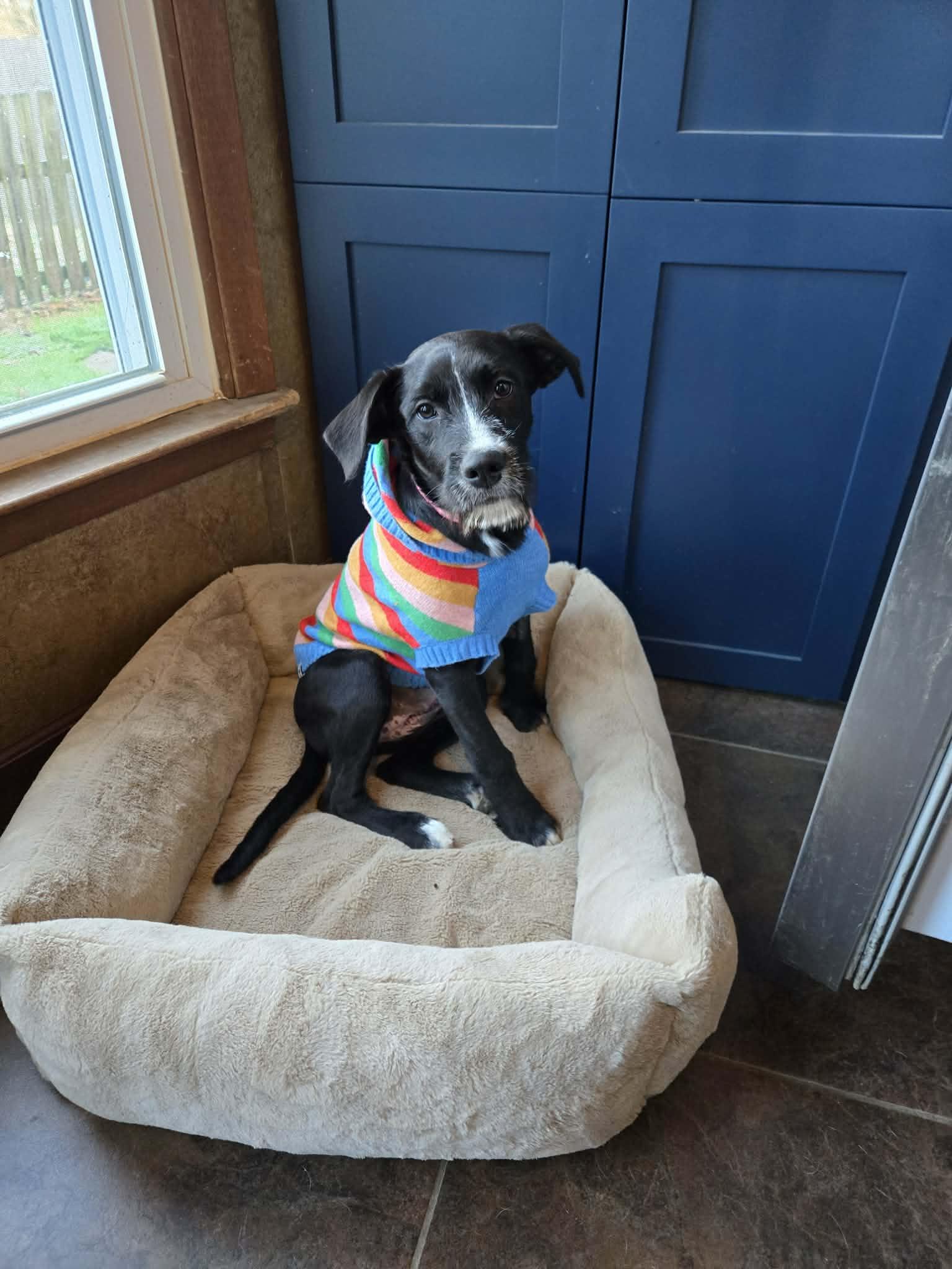 Enlarge Jilly, an adopted Mixed Breed in Talbott, TN image 1/2