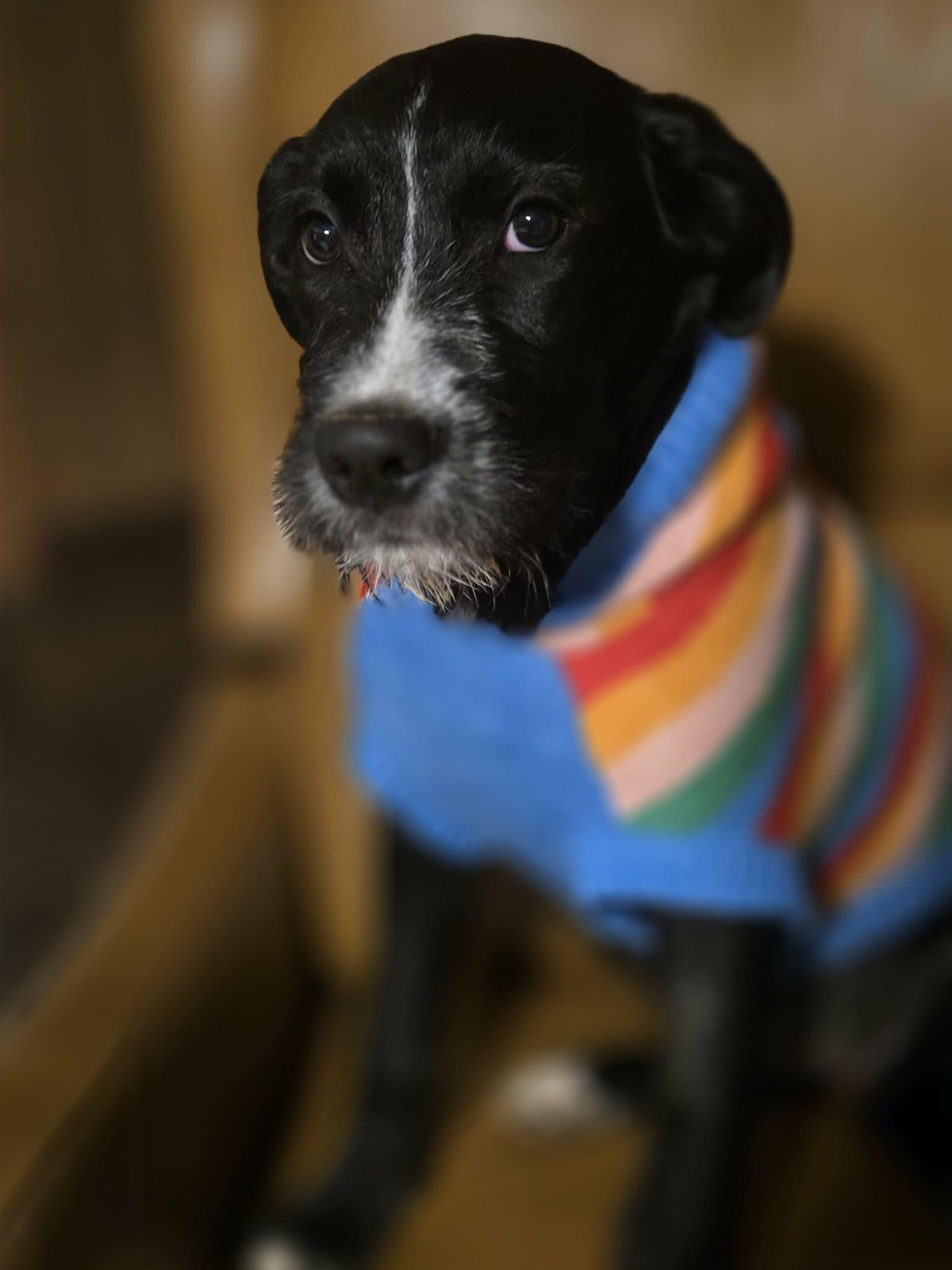 Enlarge Jilly, an adopted Mixed Breed in Talbott, TN image 2/2