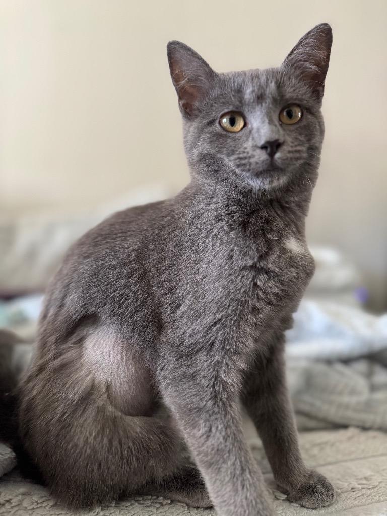Misty, Adoptable, Kitten Female Domestic Short Hair.