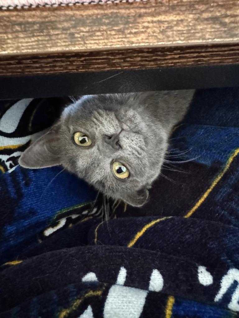 Enlarge Misty, a Adoptable mixed breed in Johnson City, TN image 2/6