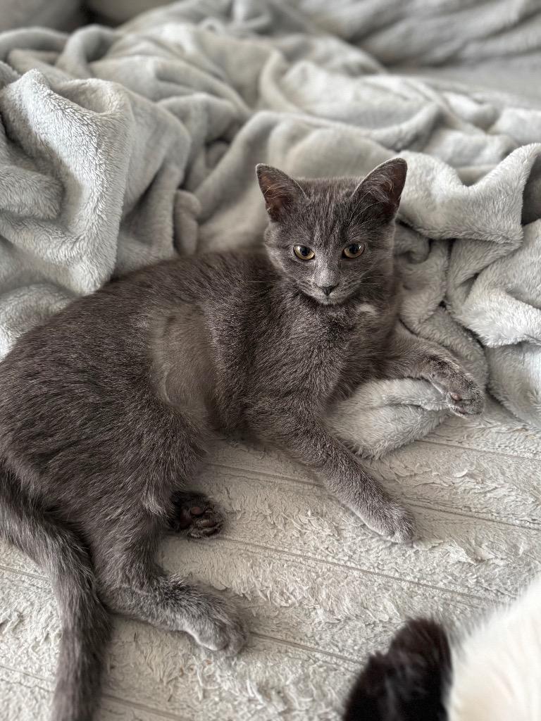 Enlarge Misty, a Adoptable mixed breed in Johnson City, TN image 3/6