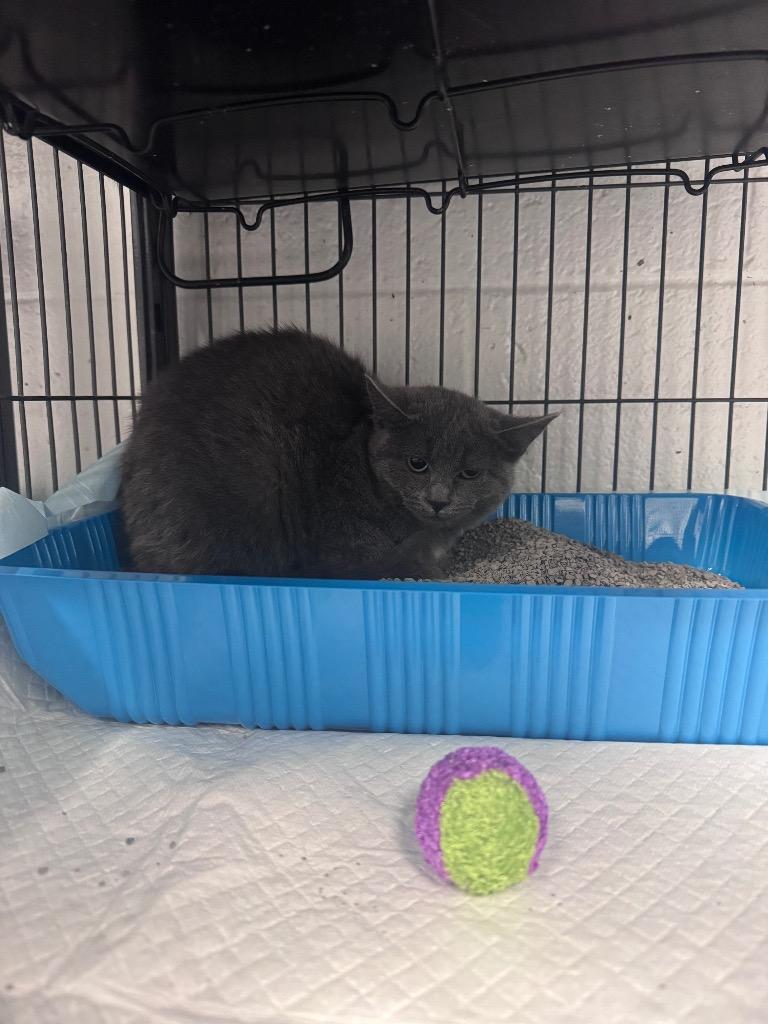 Enlarge Misty, a Adoptable mixed breed in Johnson City, TN image 4/6