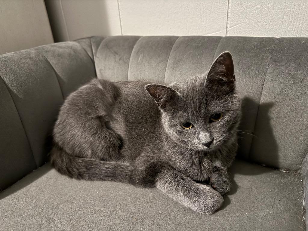 Enlarge Misty, a Adoptable mixed breed in Johnson City, TN image 5/6