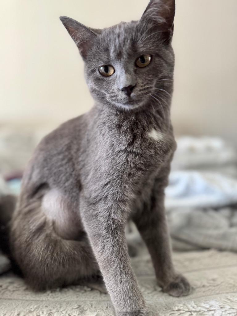 Enlarge Misty, a Adoptable mixed breed in Johnson City, TN image 6/6