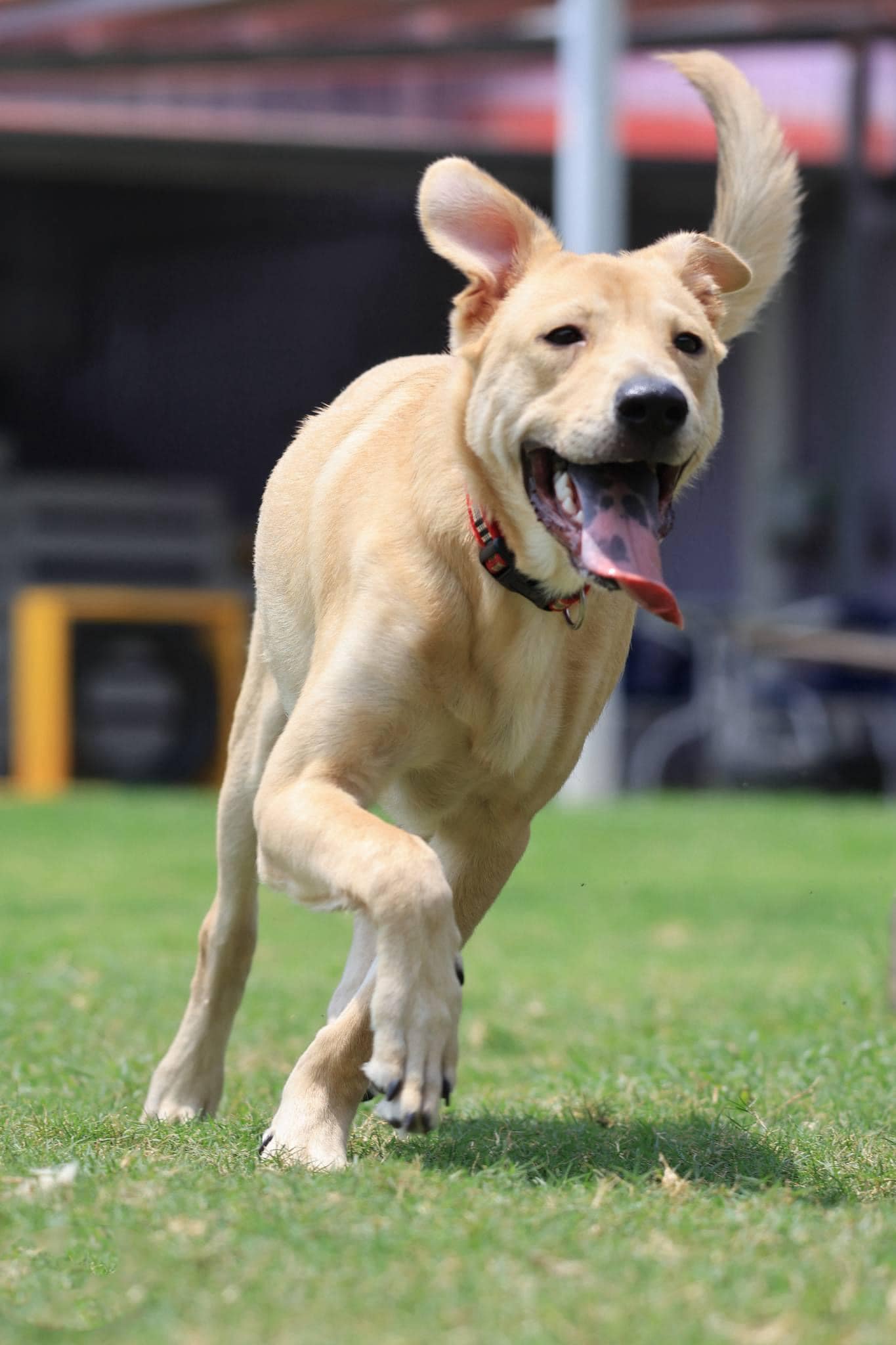 Dog for adoption Jimmy, a Mixed Breed in South San Francisco, CA