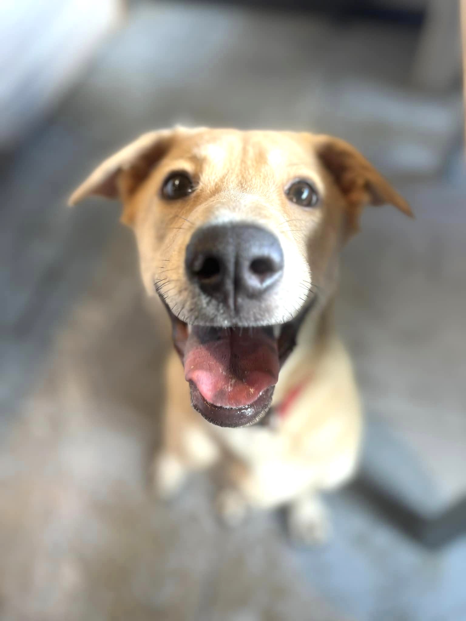 Dog for adoption Jimmy, a Mixed Breed in South San Francisco, CA