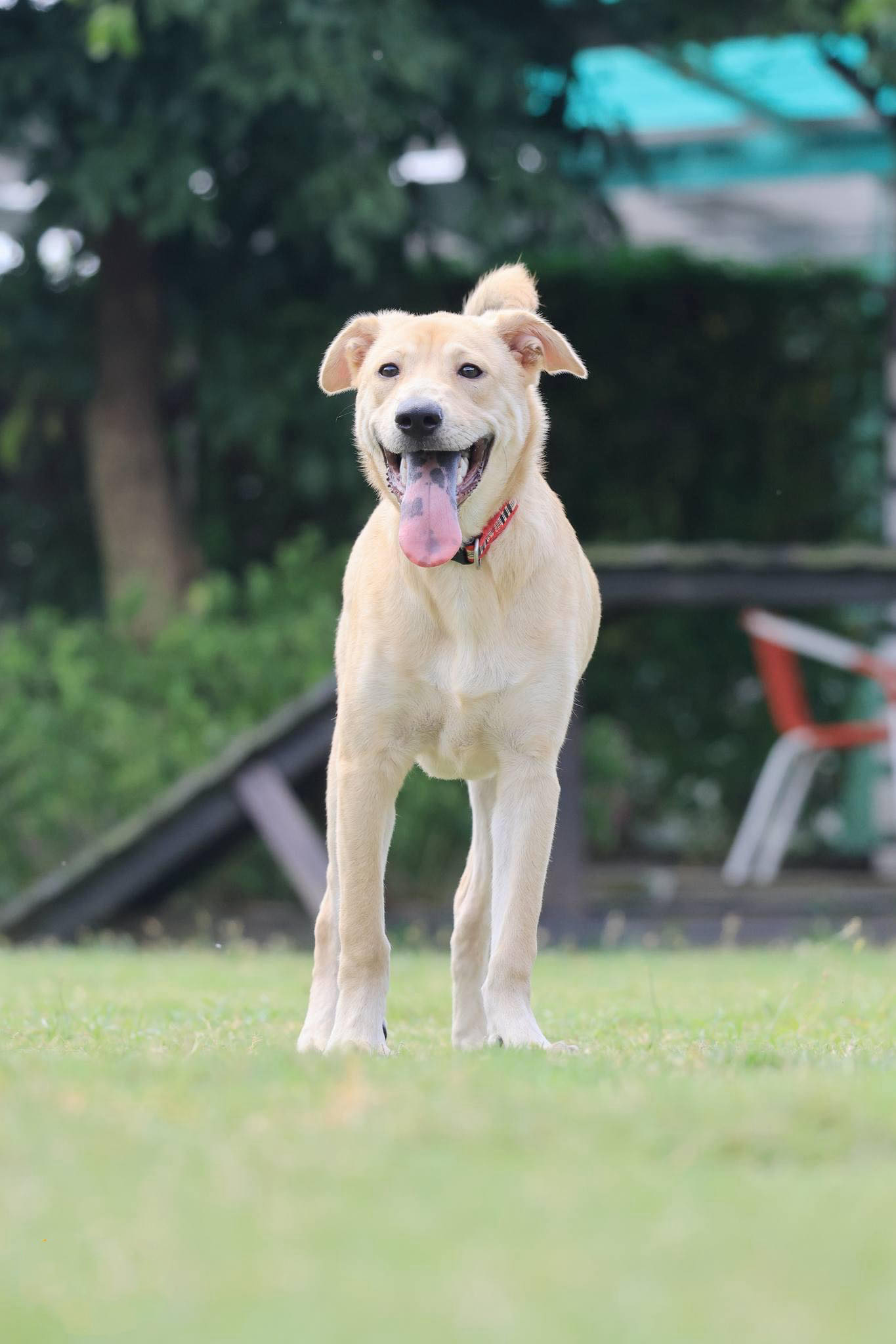 Dog for adoption Jimmy, a Mixed Breed in South San Francisco, CA