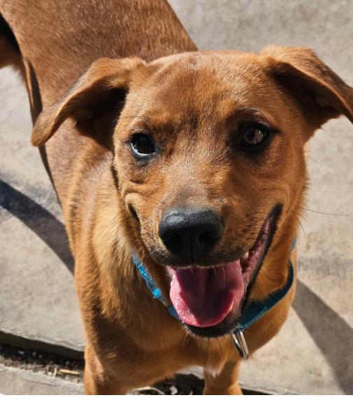 Tony, ADOPTABLE, Young Male Retriever & Mixed Breed.