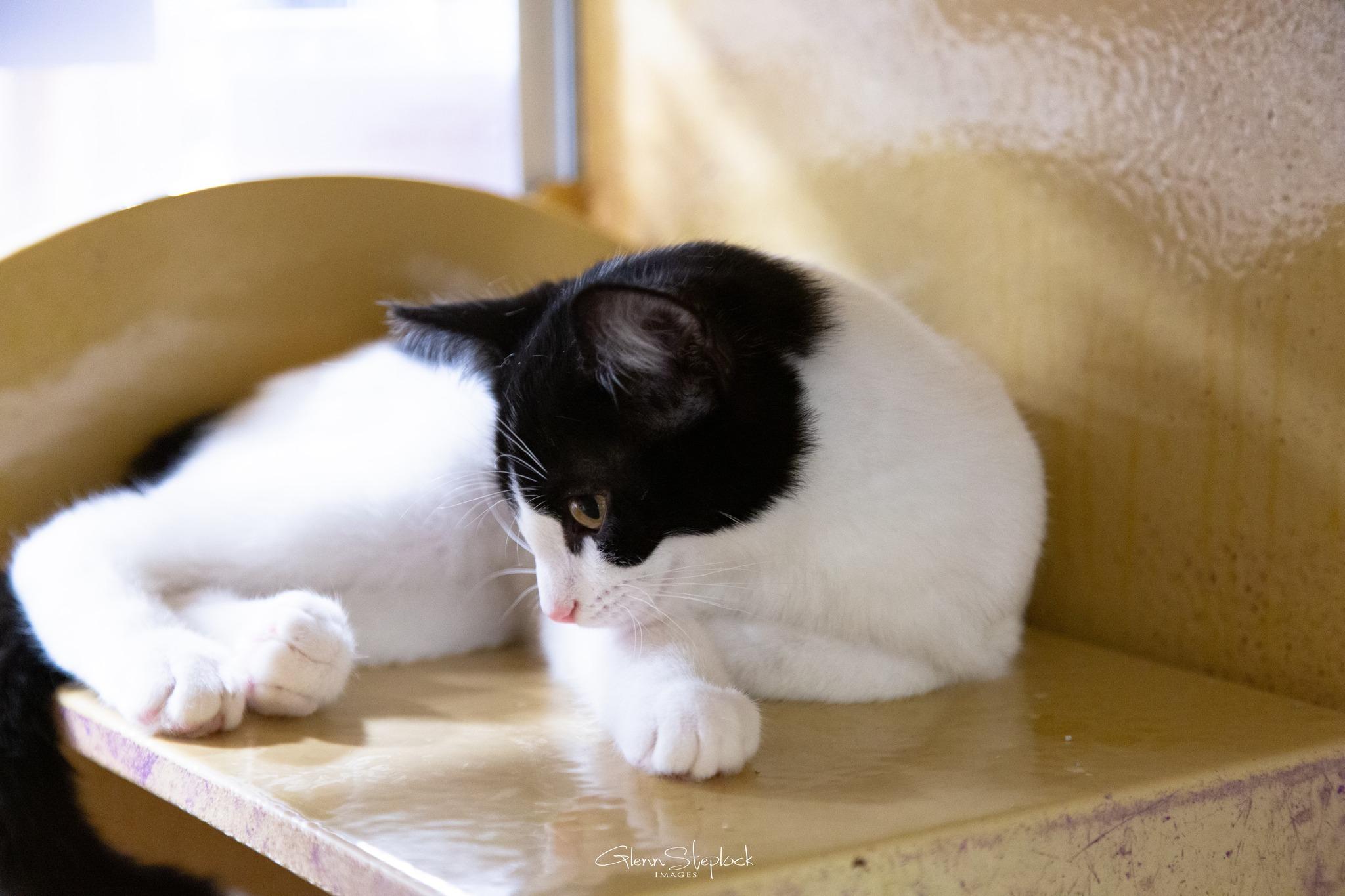 Trixie, Adoptable, Young Female Domestic Short Hair.