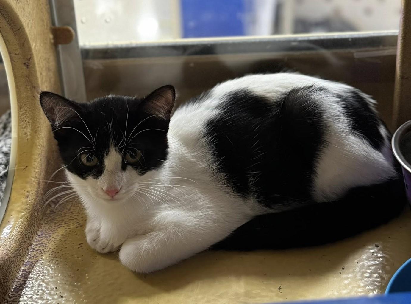 Enlarge Trixie, a Adoptable Domestic Short Hair in Keswick, ON image 2/3