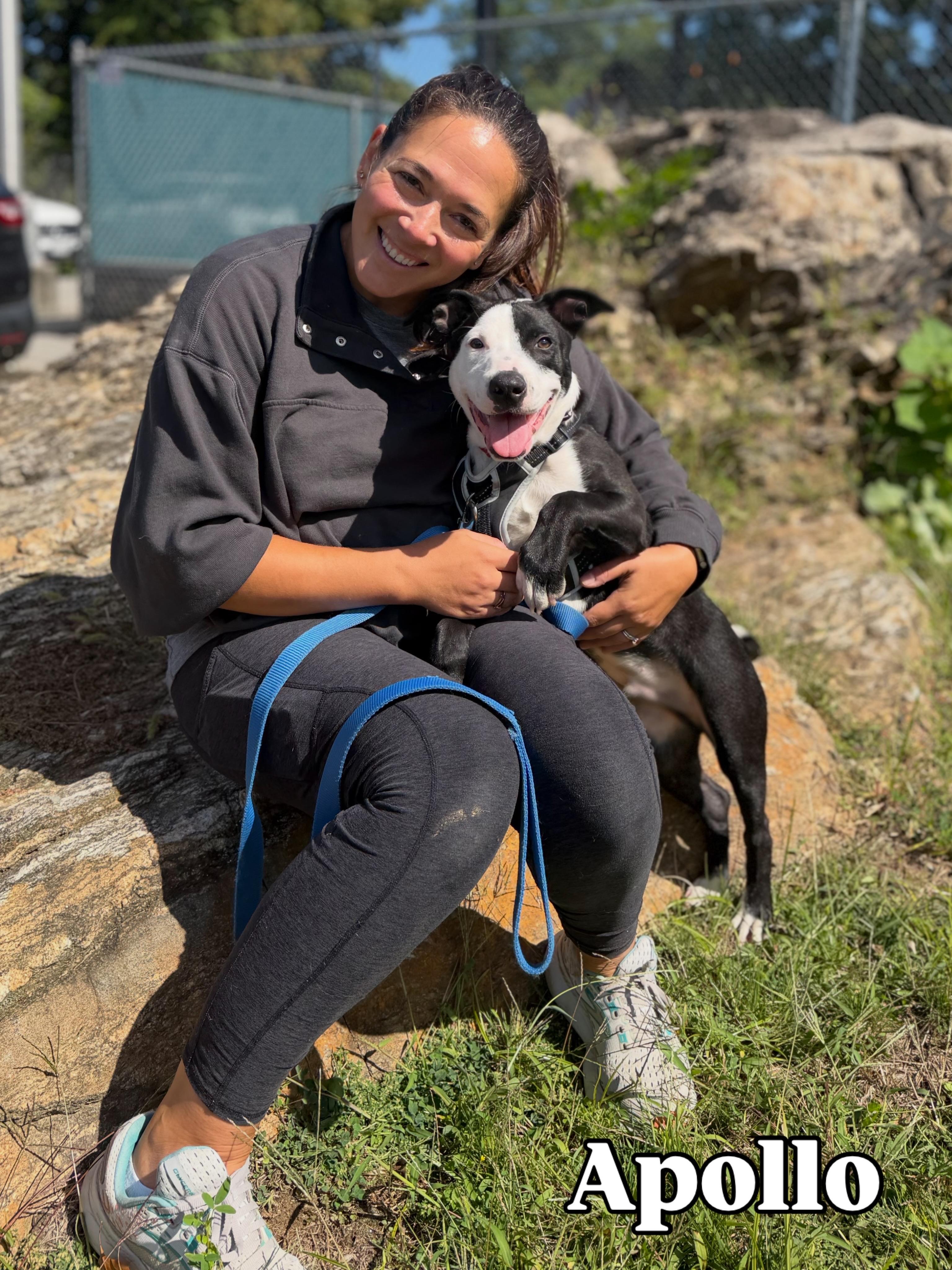 Apollo, Adoptable, Puppy Male Pit Bull Terrier.