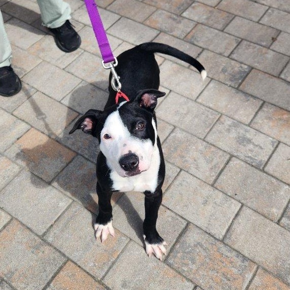 Apollo, Adoptable, Puppy Male Pit Bull Terrier.