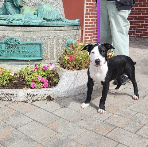 Enlarge Apollo, a Adoptable mixed breed in New Rochelle, NY image 4/4