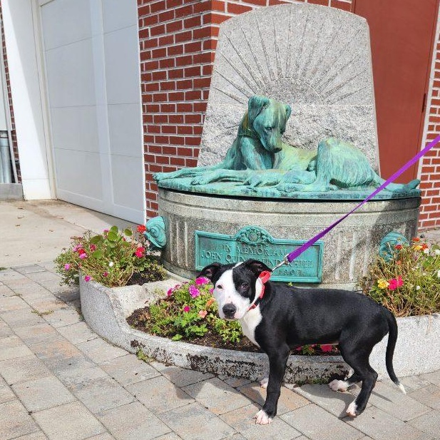 Enlarge Apollo, a Adoptable mixed breed in New Rochelle, NY image 2/4