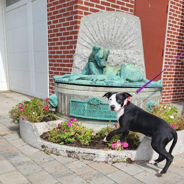 Enlarge Apollo, a Adoptable mixed breed in New Rochelle, NY image 3/4