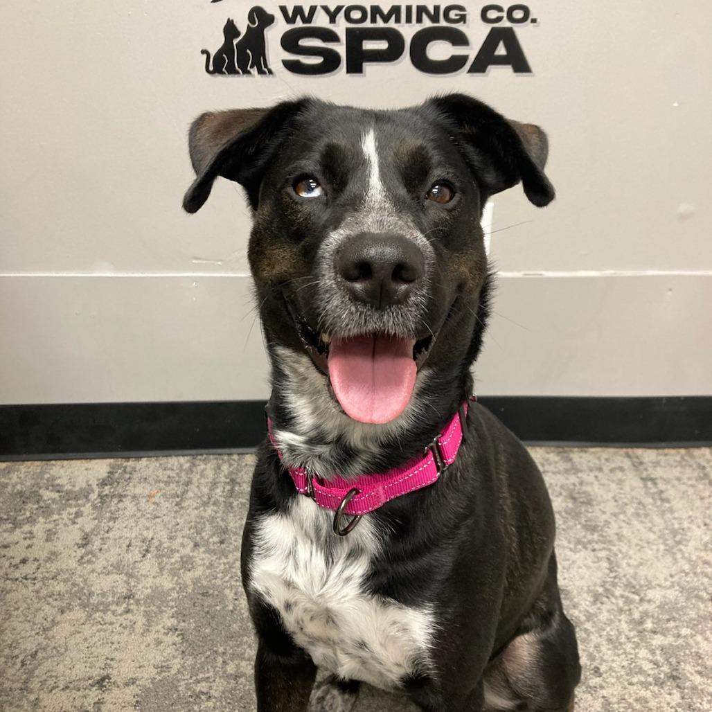 Enlarge Roxy, a Adoptable Cattle Dog in Attica, NY image 1/2