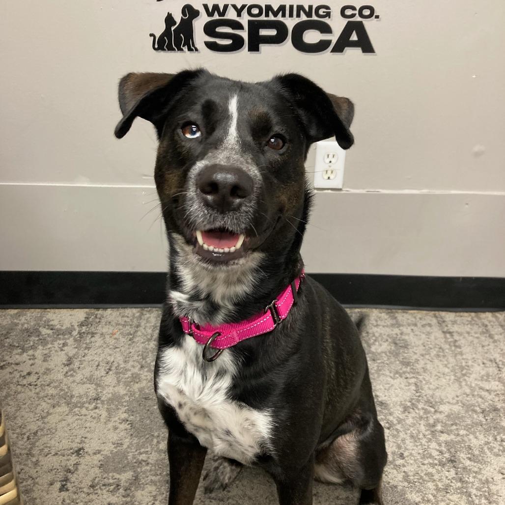Enlarge Roxy, a Adoptable Cattle Dog in Attica, NY image 2/2