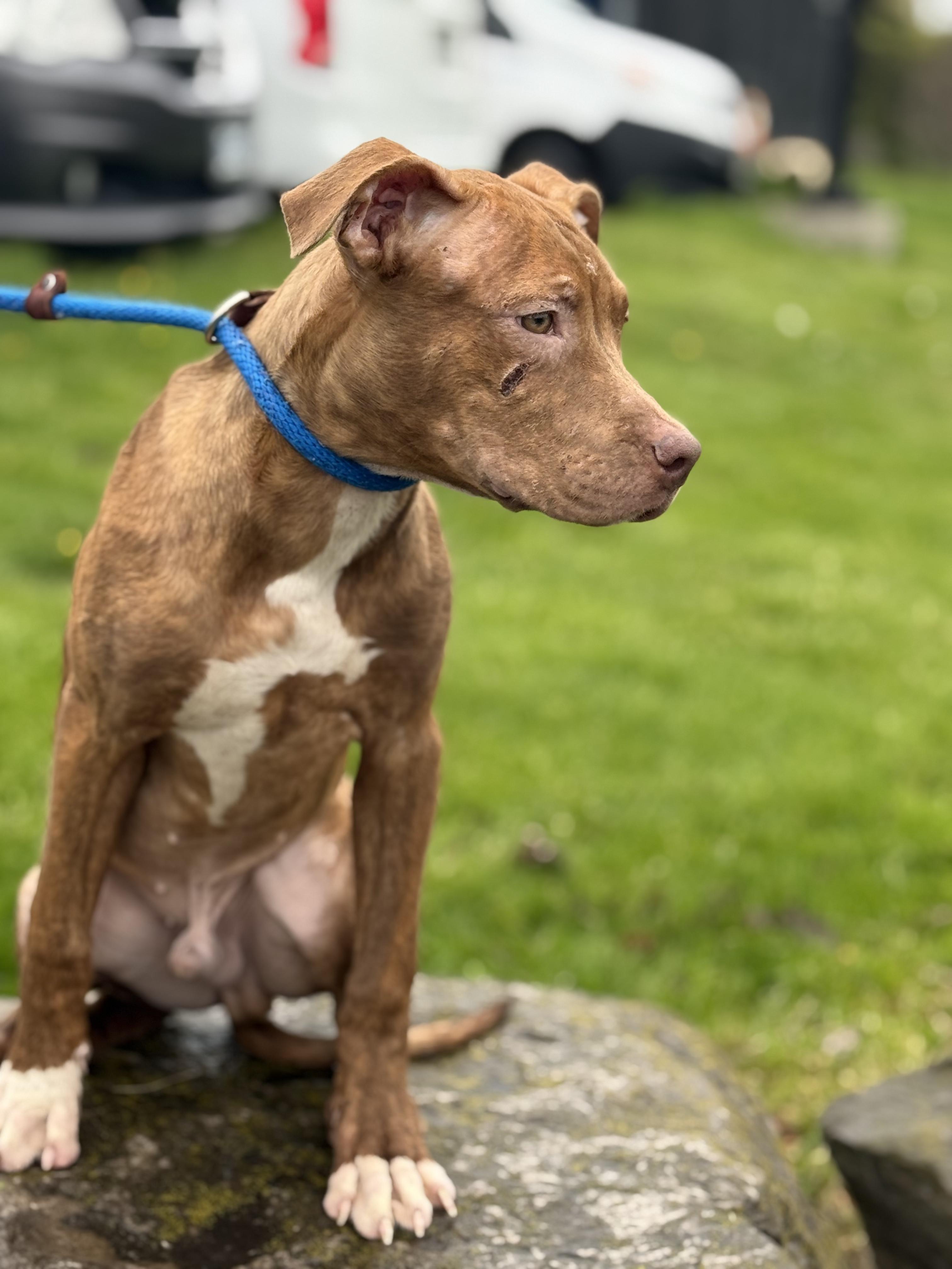Braun, an adoptable mixed breed in Hamilton, ON image 4/6