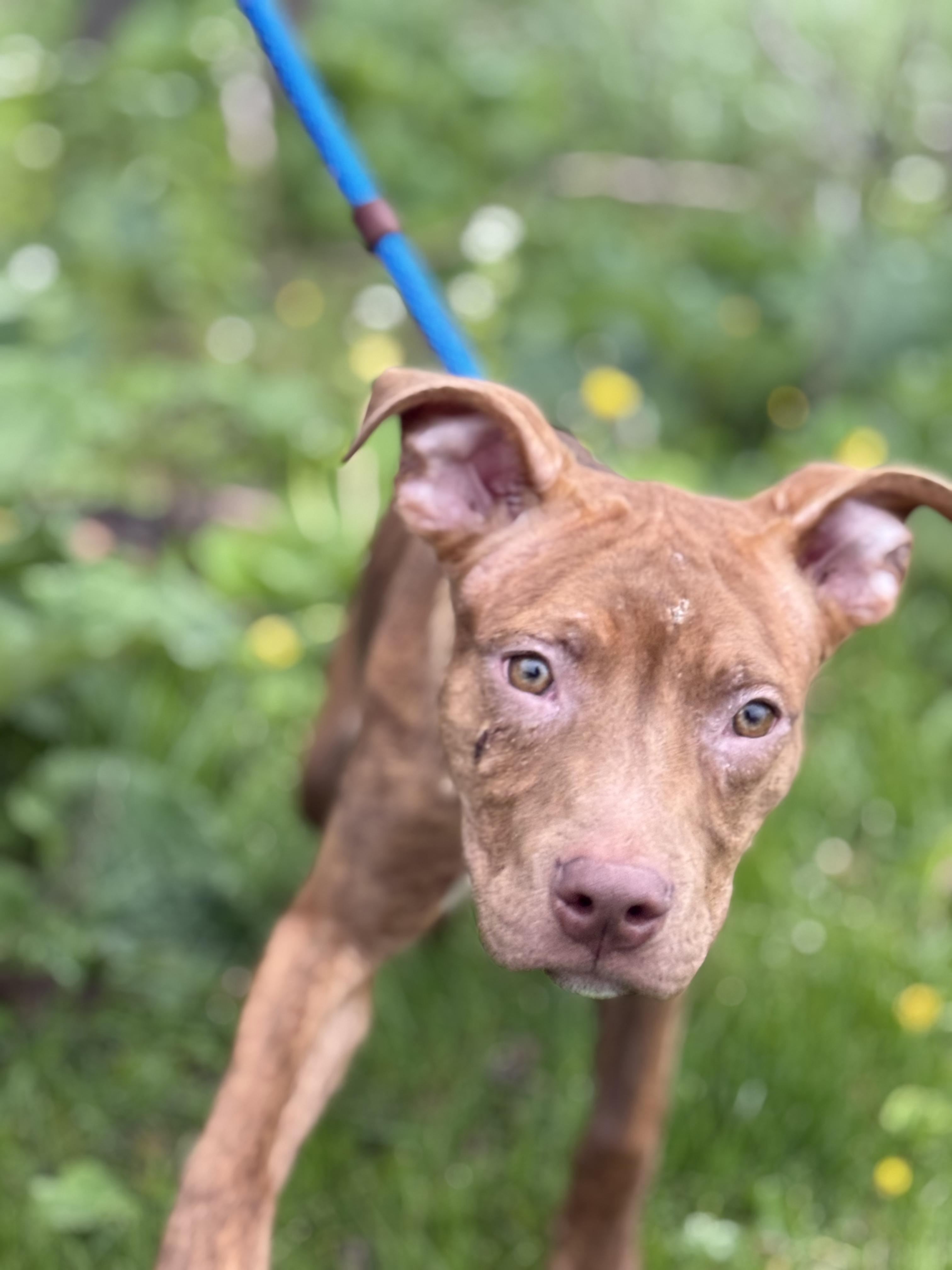 Braun, an adoptable mixed breed in Hamilton, ON image 5/6