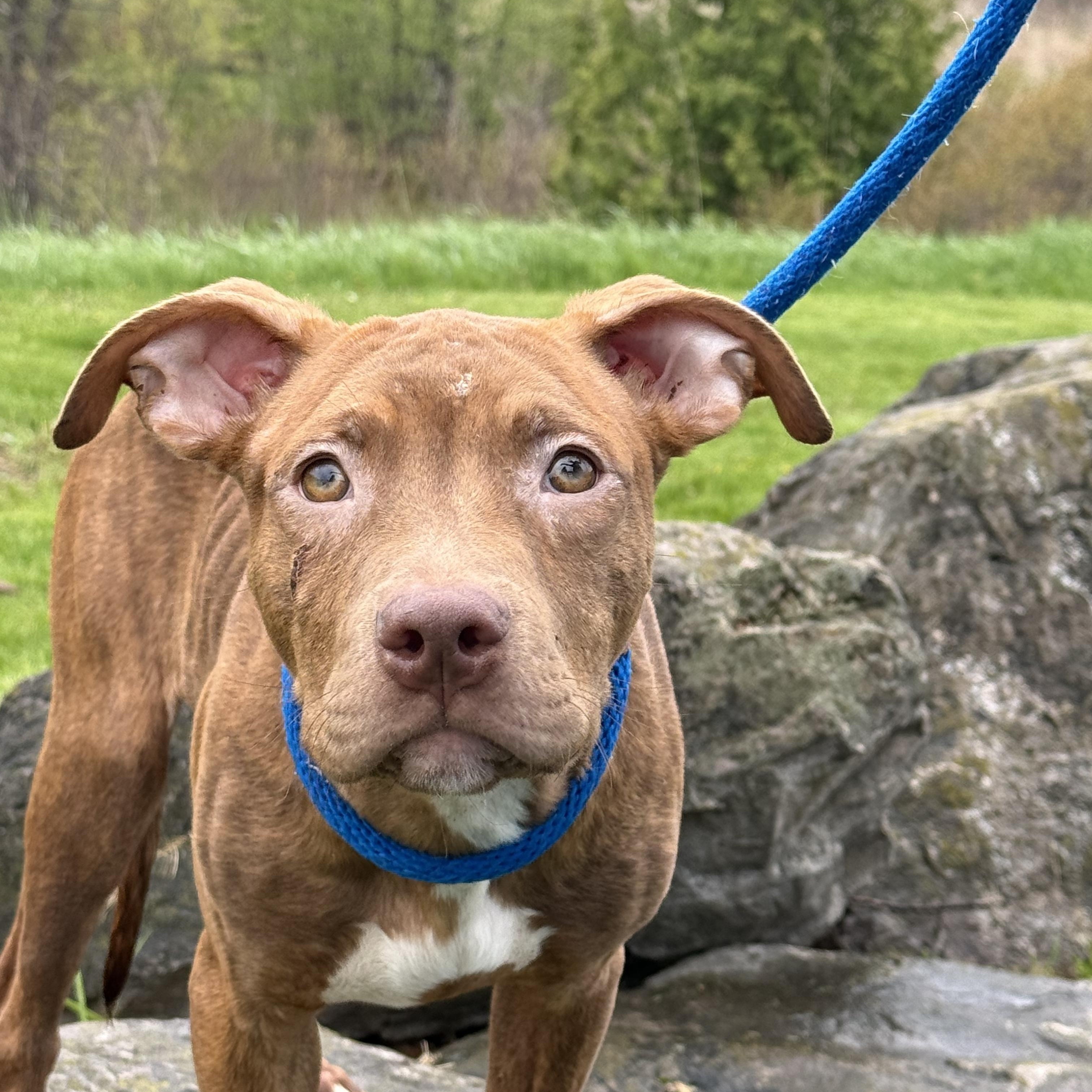 Braun, an adoptable mixed breed in Hamilton, ON image 6/6