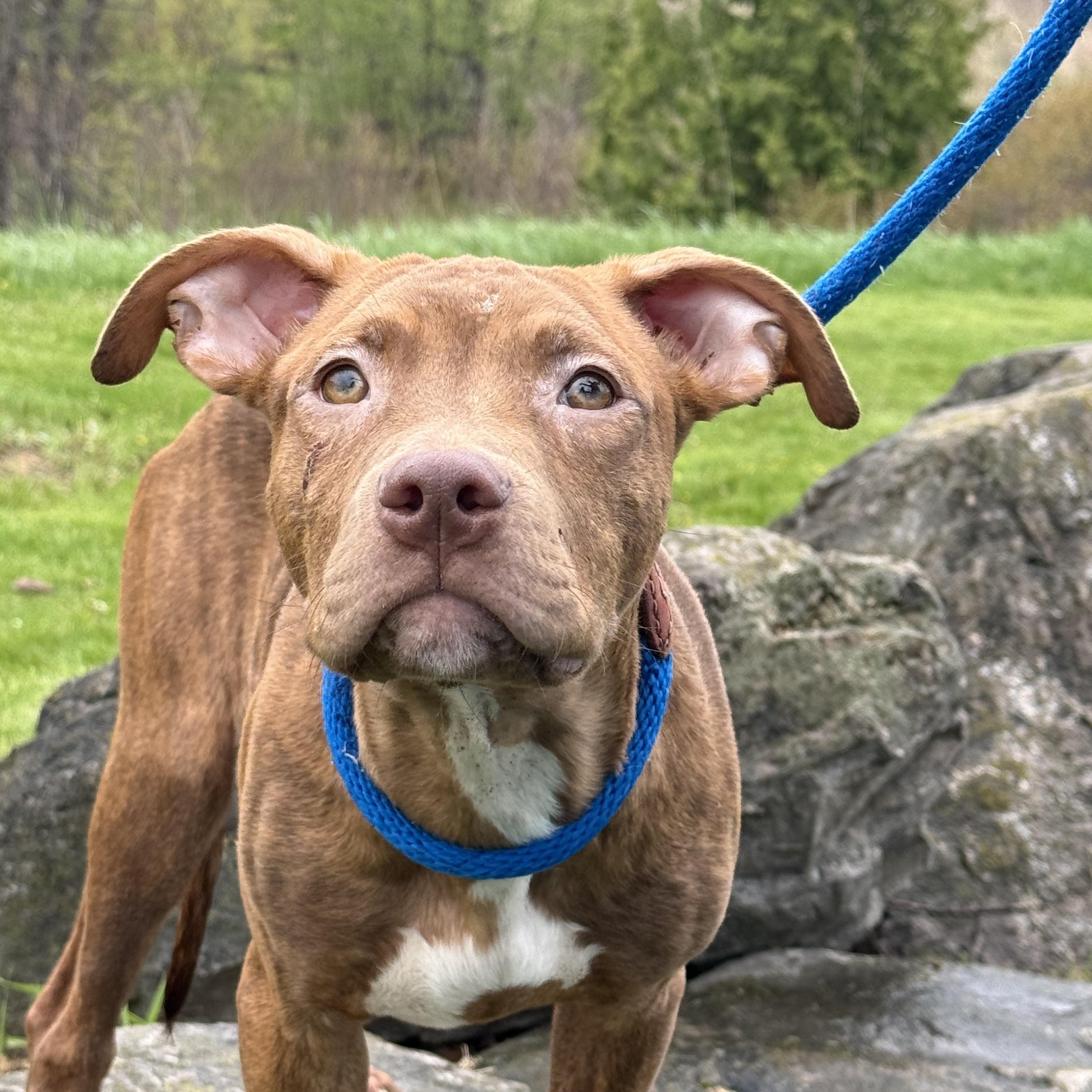 Braun, an adoptable mixed breed in Hamilton, ON image 1/6
