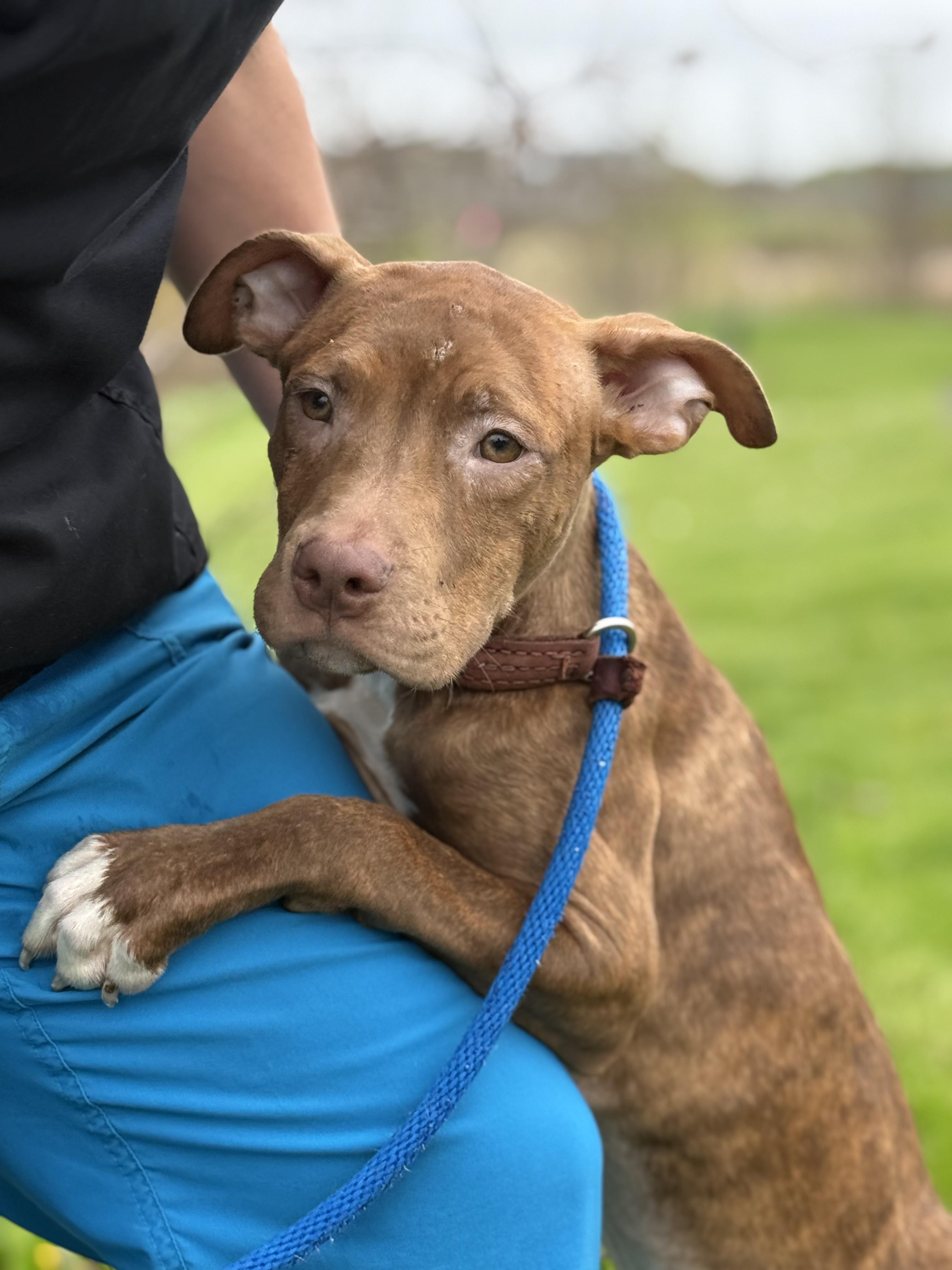 Braun, an adoptable mixed breed in Hamilton, ON image 2/6