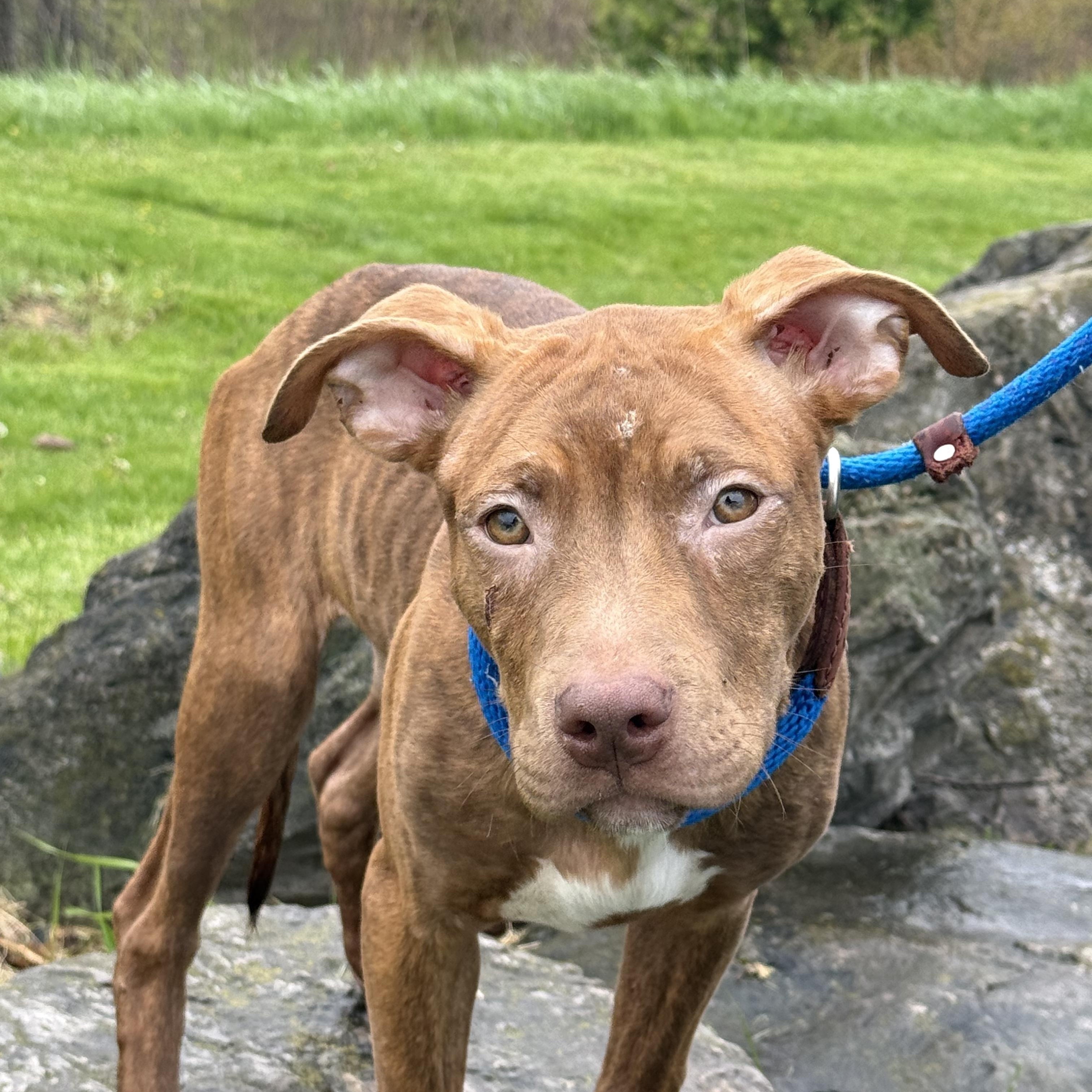 Braun, an adoptable mixed breed in Hamilton, ON image 3/6