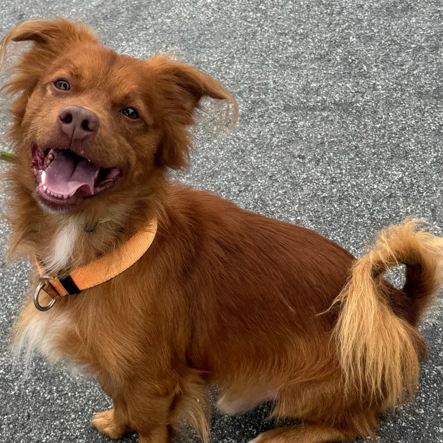 Clifford - Adoptable Pet | Petfinder