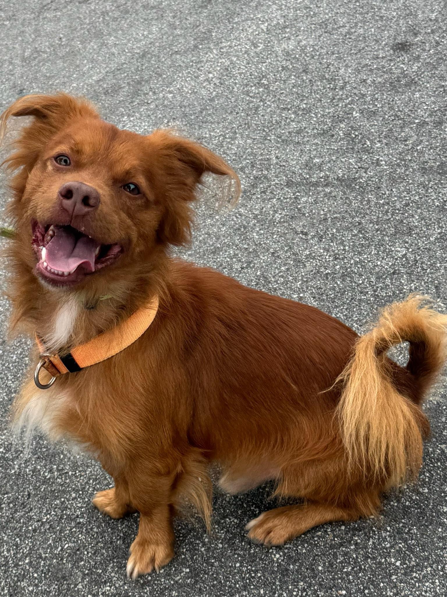 Clifford thumbnail 4