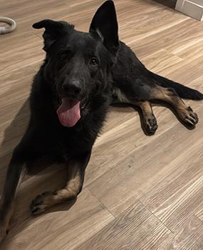 Klaus, a Adoptable German Shepherd Dog in Las Vegas, NV image 1/3