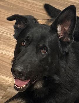 Klaus, a Adoptable German Shepherd Dog in Las Vegas, NV image 2/3