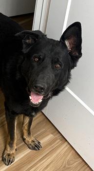 Klaus, a Adoptable German Shepherd Dog in Las Vegas, NV image 3/3