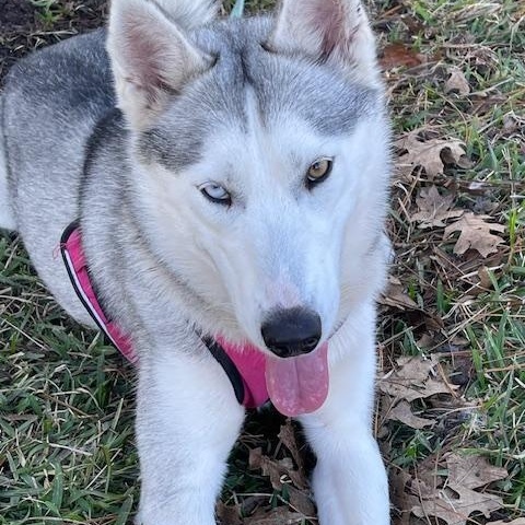 Pixie, Young Female Siberian Husky