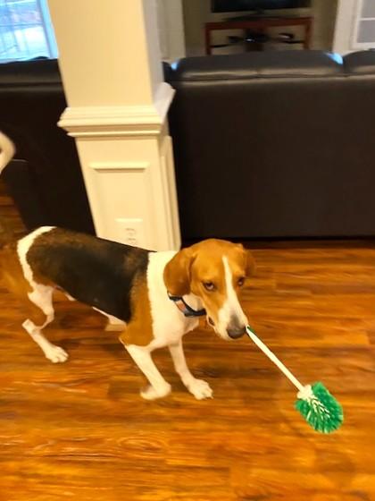 Rufus, a Adoptable Hound in Falls Church, VA image 1/4