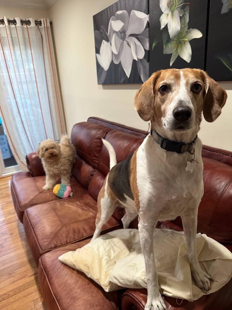 Rufus, a Adoptable Hound in Falls Church, VA image 3/4