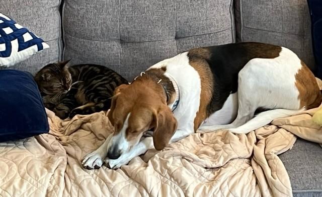 Rufus, a Adoptable Hound in Falls Church, VA image 4/4